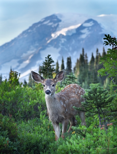 Columbian Black-tailed Deer