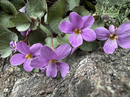 Flett's Violet (Viola flettii)