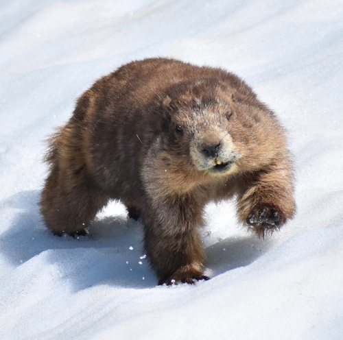 Olympic Marmot