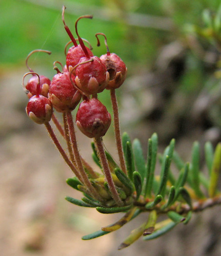 Pink Mountain Heather