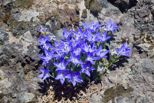 Piper's Bellflower
