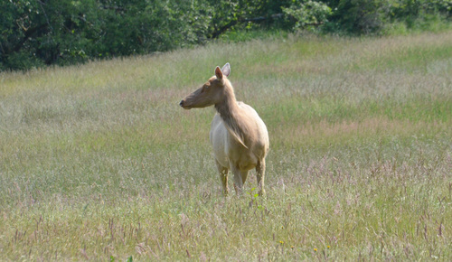 Roosevelt Elk